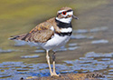 Charadrius vociferus